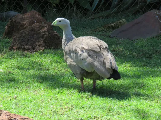 File:Cape Barren goose (Cereopsis novaehollandiae) in Caversham Wildlife Park, September 2023 15.jpg