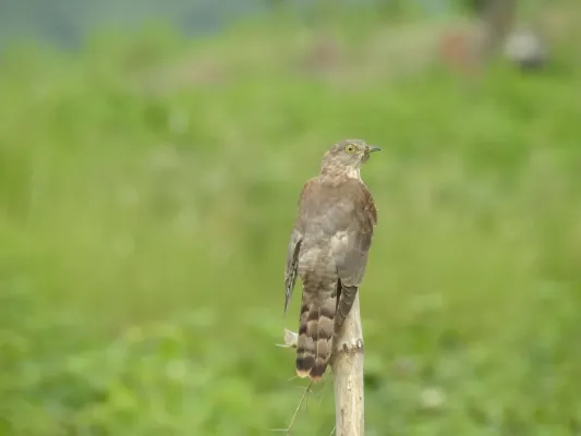 File:Common Hawk Cuckoo Hierococcyx varius DSCN3763 01.jpg