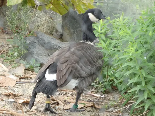 File:Branta hutchinsii in Higashiyama Zoo - 5.jpg