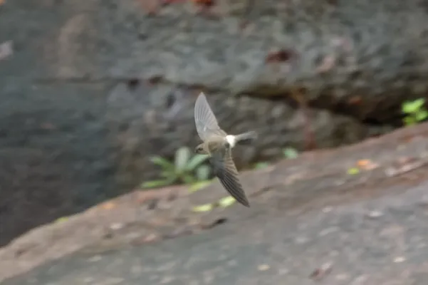 File:Aerodramus terraereginae 324148482.jpg