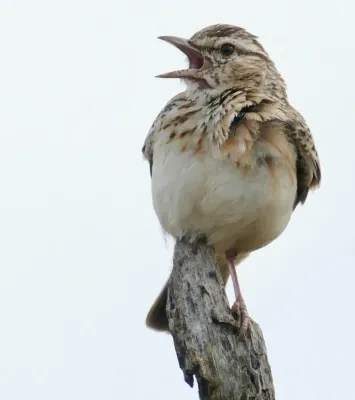 File:Day 11 Sabota Lark (Calendulauda sabota) calling ... (53225984990).jpg