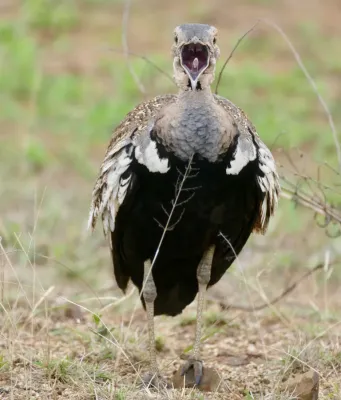 File:Day 12 Red-crested Bustard (Lophotis ruficrista) calling ... (53228809805).jpg