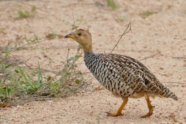 File:Coqui Francolin (Campocolinus coqui) male crossing the road ... (53226473184).jpg
