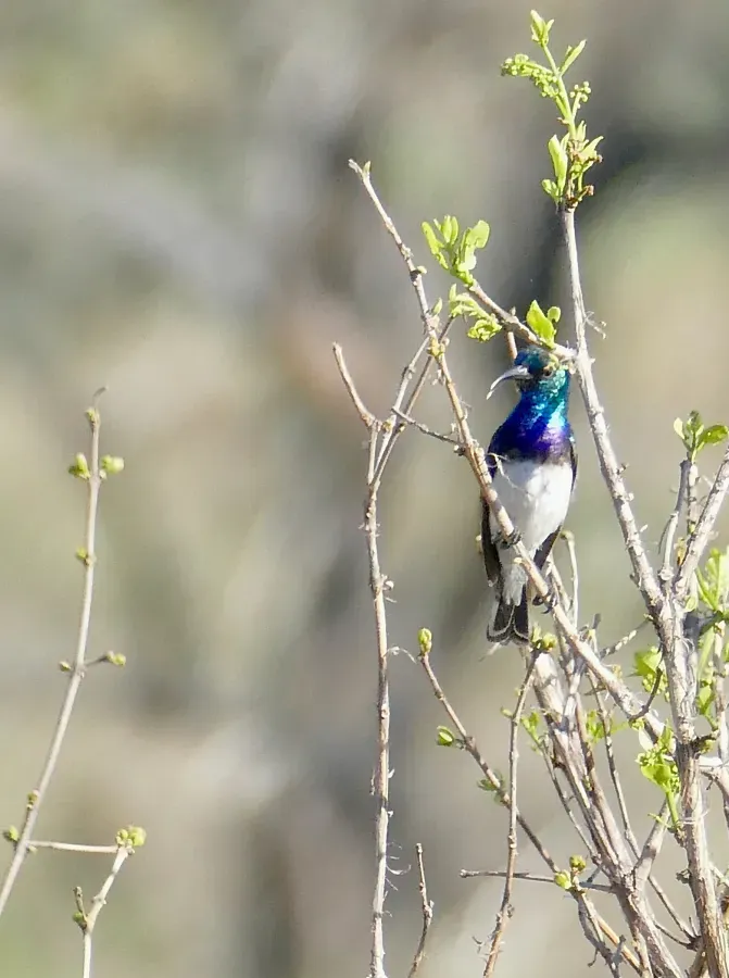 File:Day 15 White-bellied Sunbird (Cinnyris talatala) male ... (53236337138).jpg