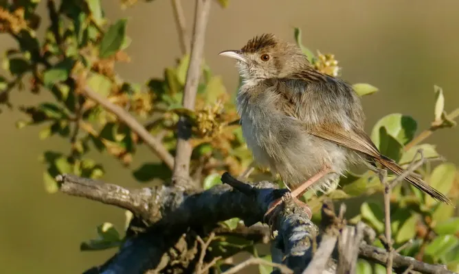 File:Day 15 Piping Cisticola (Cisticola fulvicapilla) (53235178302).jpg