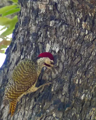 File:Day 16 Golden-tailed Woodpecker (Campethera abingoni) male ... (53238494770).jpg