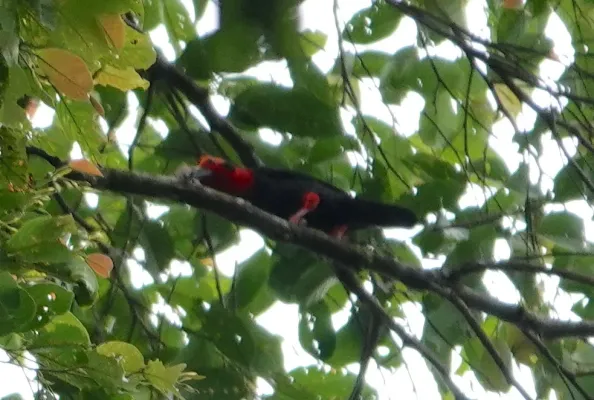 File:Pityriasis gymnocephala 231229965.jpg