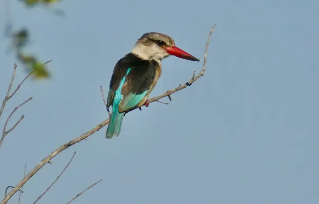 File:Day 17 Brown-hooded Kingfisher (Halcyon albiventris) (53240402690).jpg