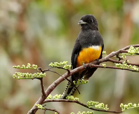 File:Trogon violaceus - Violaceus Trogon (female); Manaus, Amazonas, Brazil.jpg