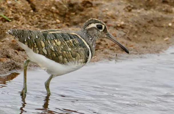 File:Greater Painted-snipe (Rostratula benghalensis) male, Kruger NP (53247730001).jpg