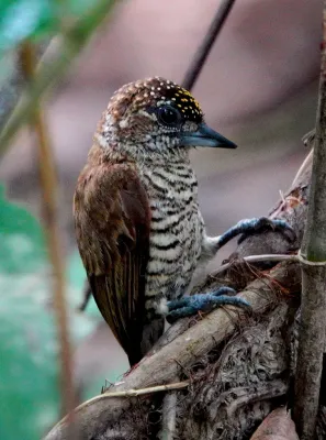 File:Picumnus pumilus Orinoco Piculet (male); Inírida, Guainia, Colombia.jpg