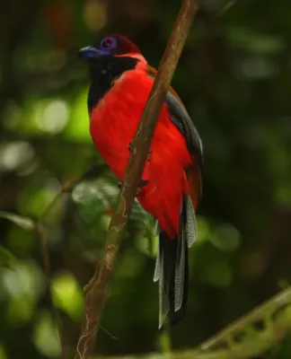 File:Harpactes diardii 501460.jpg