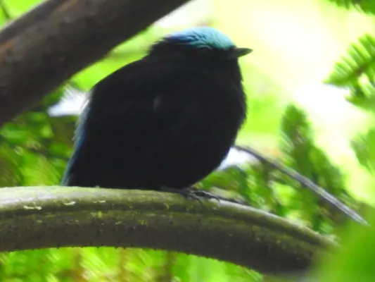 File:Lepidothrix coeruleocapilla Cerulean-capped Manakin (male); Ayna, Peru.jpg
