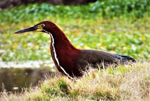 File:Garza colorada (Tigrisoma lineatum), Uruguay, 2016.jpg