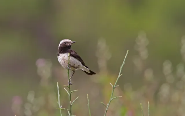 File:Oenanthe cypriaca 104211274.jpg