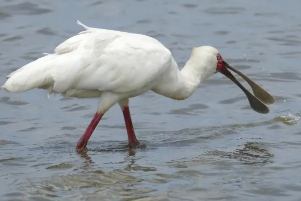 File:Day 24 African Spoonbill (Platalea alba) (53257289384).jpg