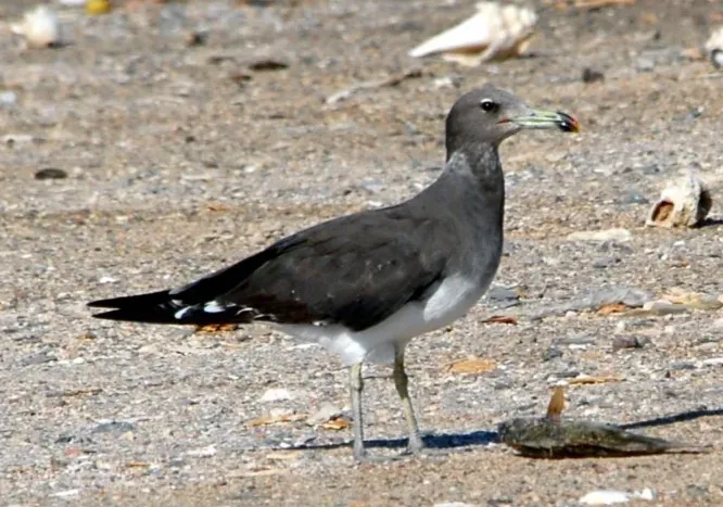 File:Ichthyaetus hemprichii, Nabq, South Sinai, Egypt 1 (Cropped).jpg