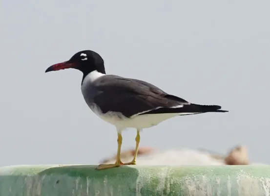 File:Ichthyaetus leucophthalmus, Hurghada, Egypt 1 (Cropped).jpg