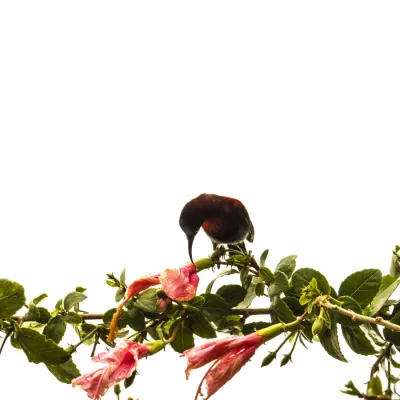 File:Vigor's Sunbird (aethopyga vigorsii).jpg