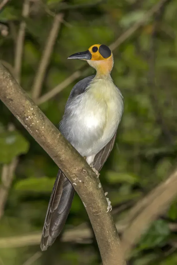 File:White-necked rockfowl (Picathartes gymnocephalus) Nyamebe Bepo 2.jpg