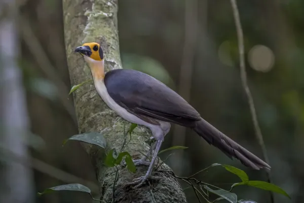 File:White-necked rockfowl (Picathartes gymnocephalus) Nyamebe Bepo 3.jpg