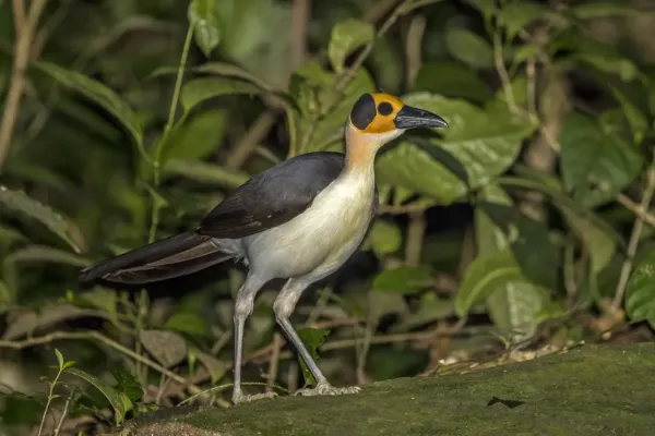 File:White-necked rockfowl (Picathartes gymnocephalus) Nyamebe Bepo 4.jpg
