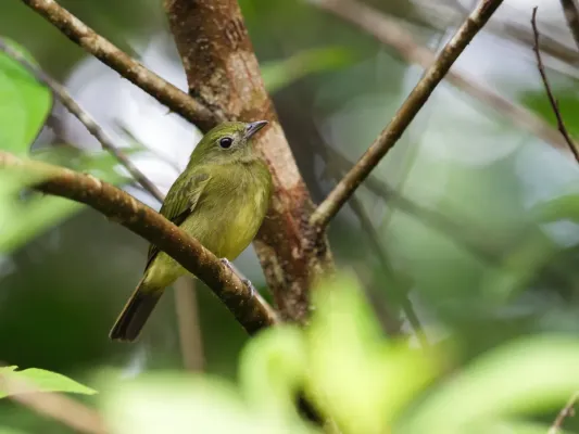 File:Cryptopipo litae - Choco Manakin.jpg
