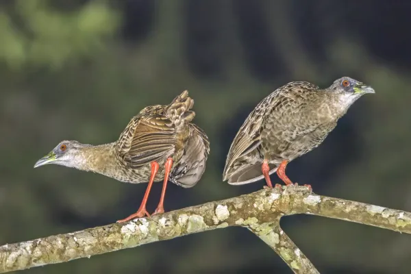 File:Nkulengu rails (Himantornis haematopus) Ankasa 3.jpg