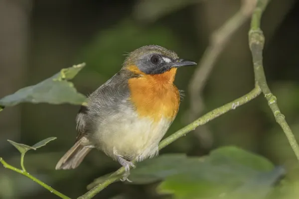 File:Forest robin (Stiphrornis erythrothorax) Ankasa.jpg