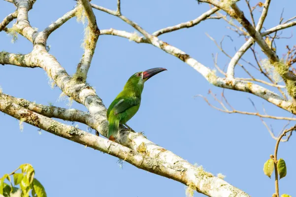 File:Aulacorhynchus derbianus 235443939.jpg