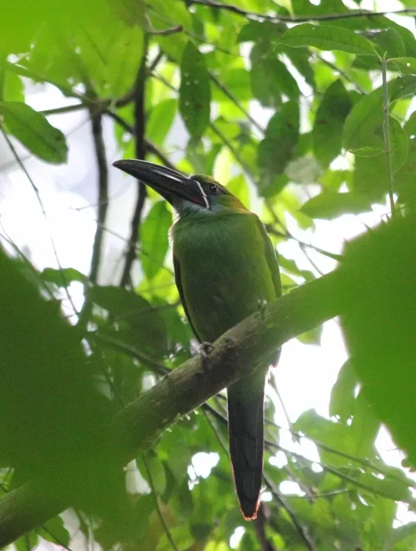 File:Aulacorhynchus derbianus 158456295.jpg