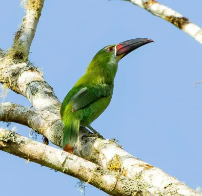 File:Aulacorhynchus derbianus 235443939 (cropped).jpg
