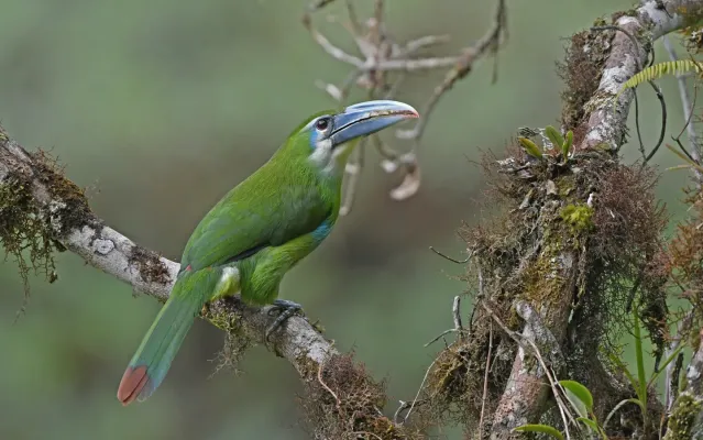 File:Aulacorhynchus coeruleicinctis 326578866.jpg