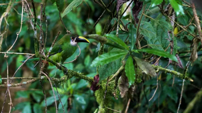 File:Aulacorhynchus albivitta venezuela 2023.jpg