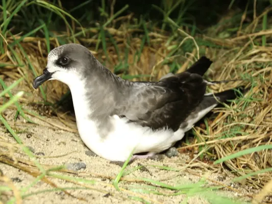 File:Bonin petrel (Pterodroma hypoleuca) (6723299213) (cropped).jpg