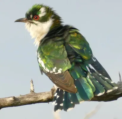 File:Day 32 Diederik Cuckoo (Chrysococcyx caprius) male ... (53275159982).jpg