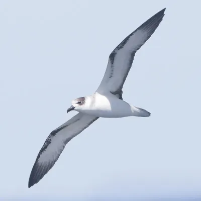 File:Pterodroma cervicalis - SE Tasmania (cropped).jpg