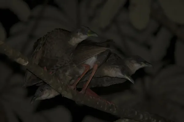 File:1H2A0115 Nkulengu rails (Himantornis haematopus) Ankasa.jpg