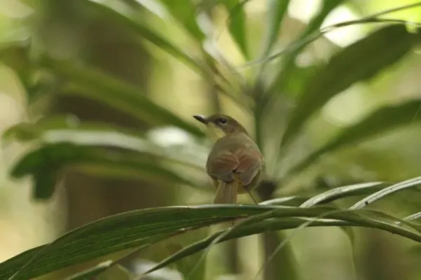File:Pachycephala caledonica 1006864.jpg