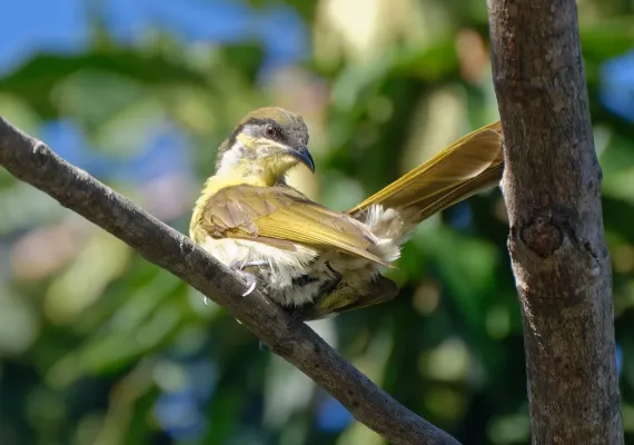 File:Gavicalis versicolor 322893538.jpg