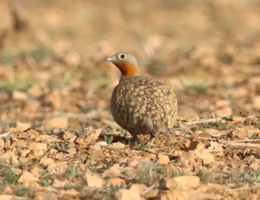 File:Male black-bellied sandgrouse (Pterocles orientalis) In Algeria.jpg
