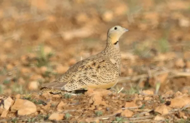 File:Female black-bellied sandgrouse (Pterocles orientalis) in Algeria.jpg