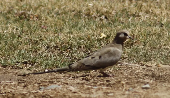 File:Female Namaqua dove (Oena capensis) in Egypt.jpg