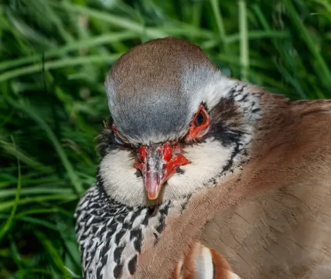 File:Alectoris rufa - Wilhelma 01.jpg