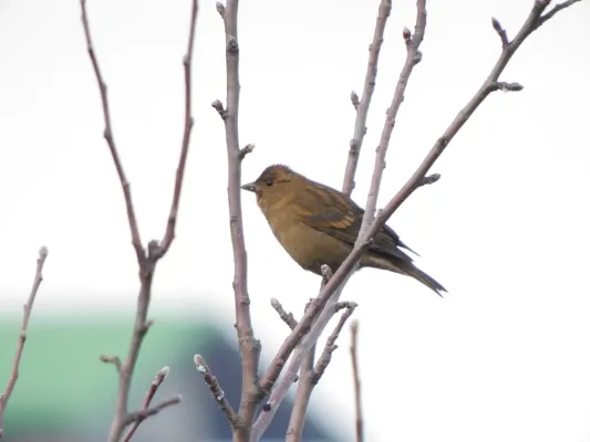 File:Procarduelis nipalensis 248556125.jpg