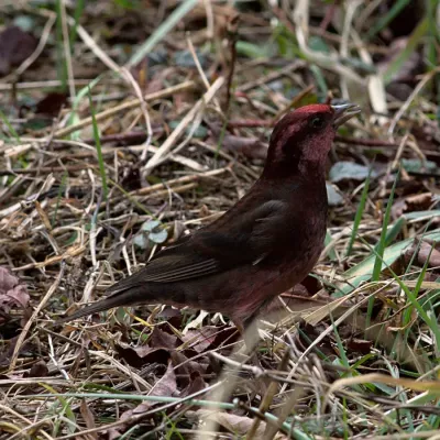 File:Procarduelis nipalensis 180946157.jpg
