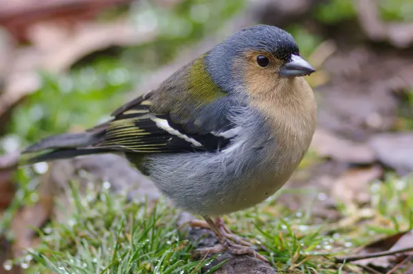 File:Madeiran chaffinch (Fringilla coelebs maderensis).jpg