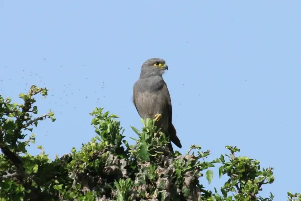 File:Falco ardosiaceus 1.jpg