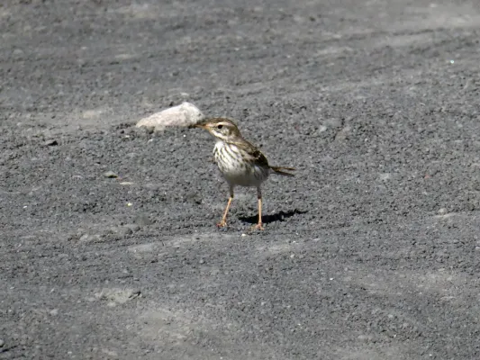 File:Anthus berthelotii, Fuencaliente 03.jpg