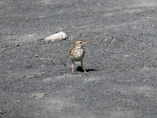 File:Anthus berthelotii, Fuencaliente 02.jpg